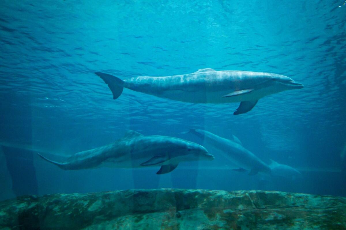 الدلافين في عالم المحيط الاستوائي في سي وورلد أبوظبي.  الصورة: نيراج مورالي.