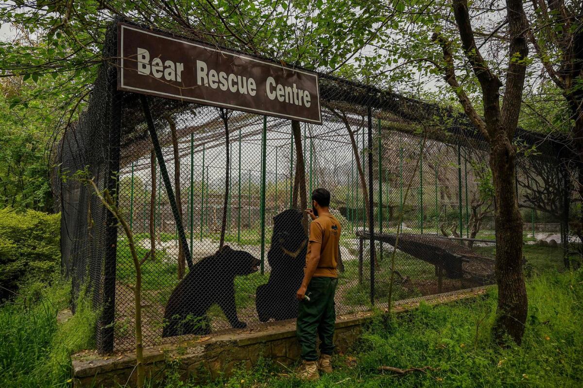 أحد حراس الحياة البرية يعتني بدببة أسينا السوداء التي تم إنقاذها في مركز إنقاذ الحياة البرية مارجالا، الذي كان في السابق حديقة حيوانات، في إسلام أباد.