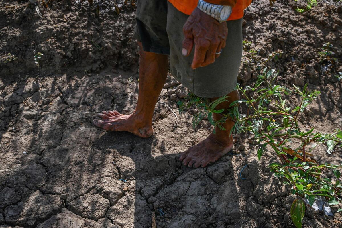 المزارع الفلبيني دانييل فيلاسكو يسير على طول الأراضي المنكوبة بالجفاف في مزرعة في سان أنطونيو، نويفا إيسيجا.  – وكالة فرانس برس