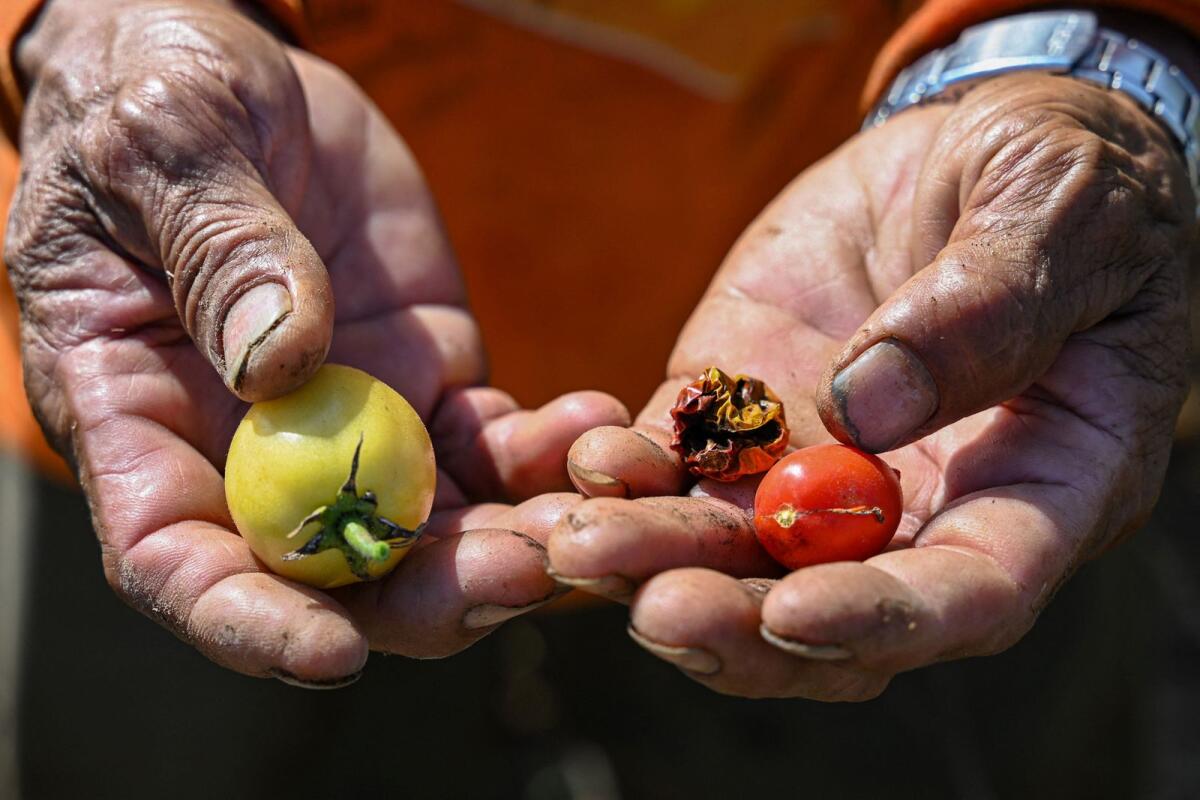 المزارع الفلبيني دانييل فيلاسكو يعرض الطماطم من المحاصيل المنكوبة بالجفاف في مزرعة في سان أنطونيو، نويفا إيسيجا.  – وكالة فرانس برس